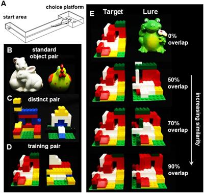 Perforant Path Fiber Loss Results in Mnemonic Discrimination Task Deficits in Young Rats